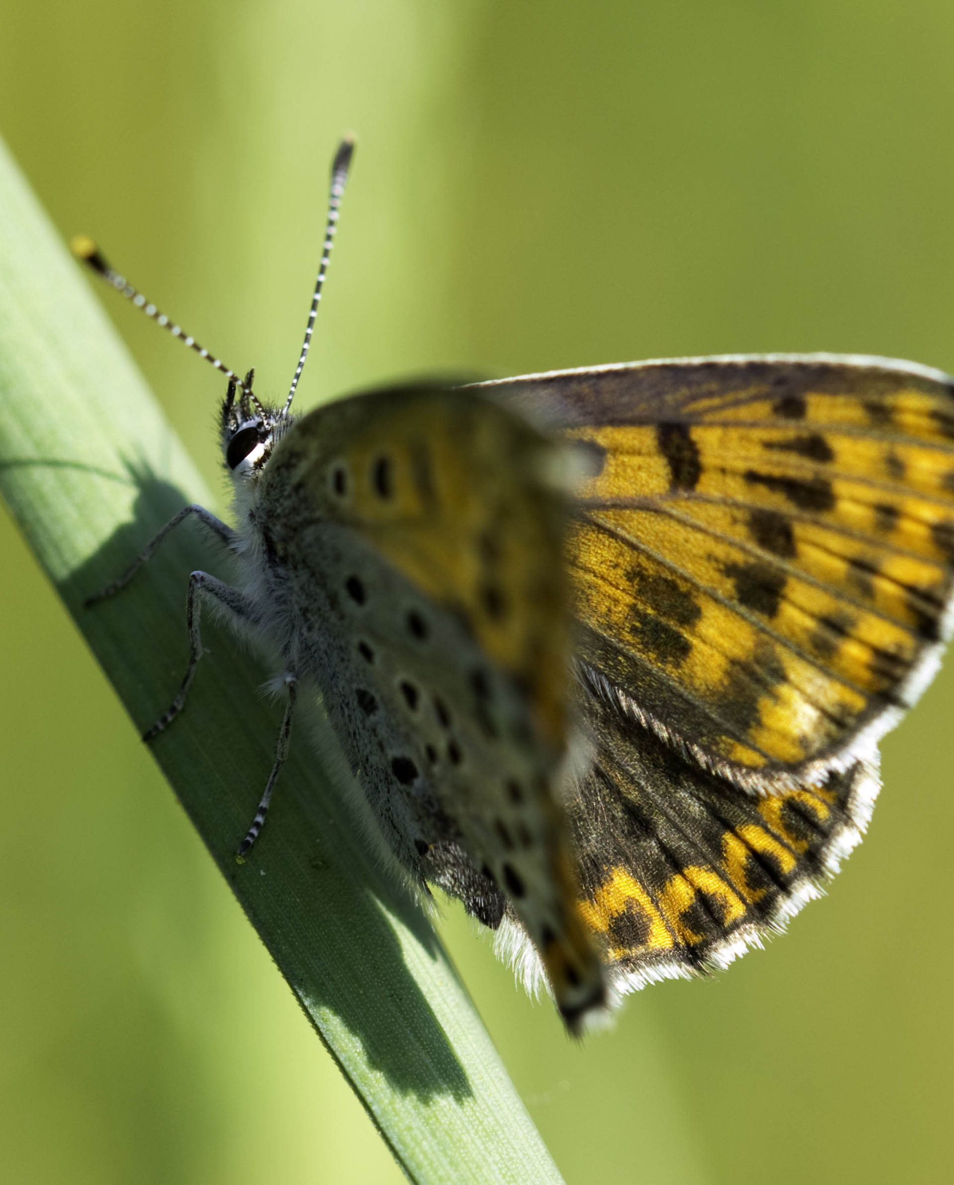 Richiesta id - Lycaena tityrus